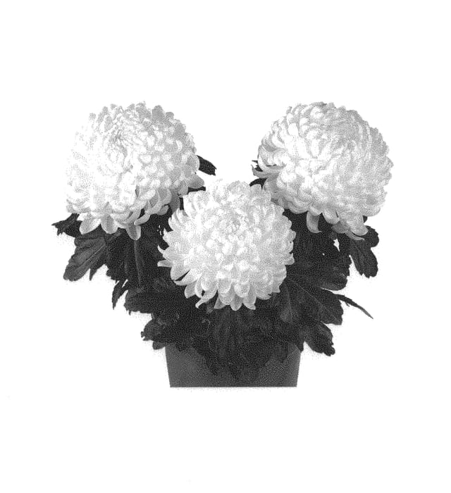 Figure 1 of US plant patent PP30480, the photograph of Fichrycoswhi printed in the patent.