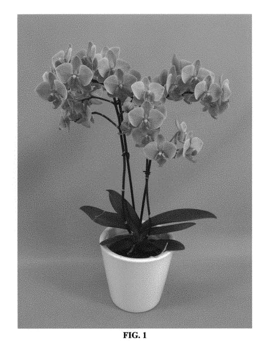 Figure 1 of US plant patent PP30481, the photograph of PHALFUSBI printed in the patent.