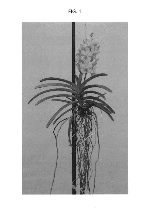 Figure 1 of US plant patent PP30482, the photograph of SPCDW1701 printed in the patent.