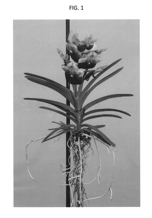 Figure 1 of US plant patent PP30483, the photograph of SPCDW1702 printed in the patent.