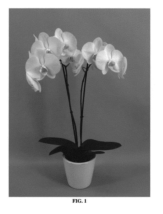 Figure 1 of US plant patent PP30484, the photograph of PHALFYTBE printed in the patent.