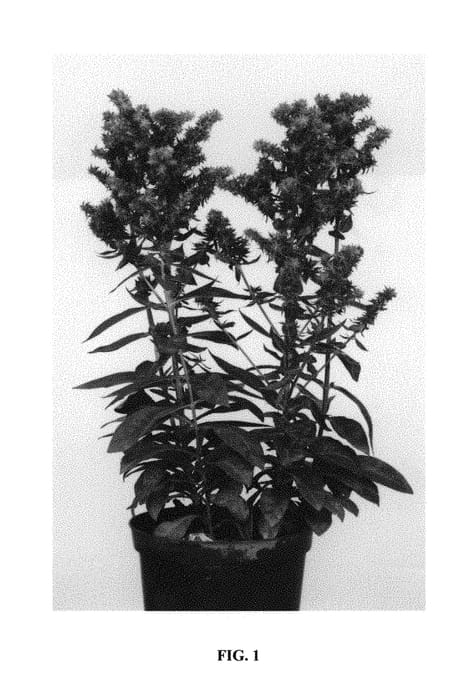 Figure 1 of US plant patent PP30485, the photograph of Green Lion printed in the patent.