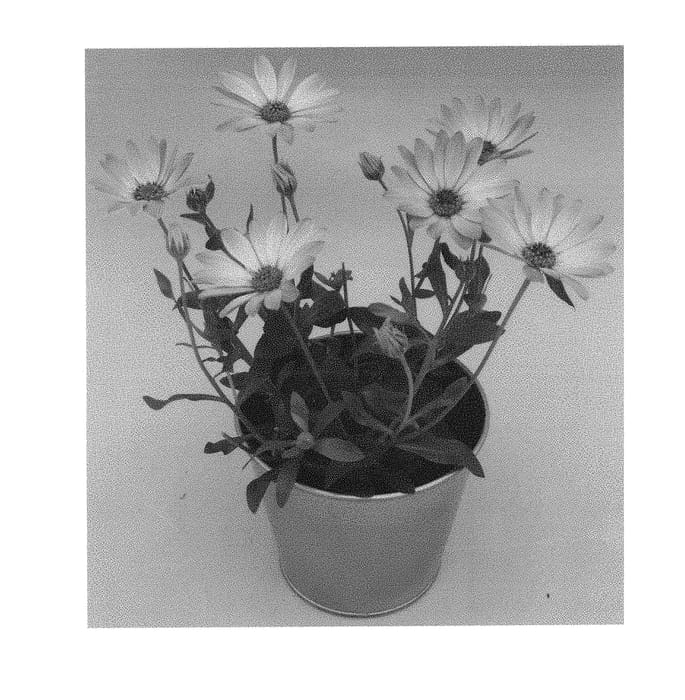 Figure 1 of US plant patent PP30486, the photograph of KLEOE17314 printed in the patent.