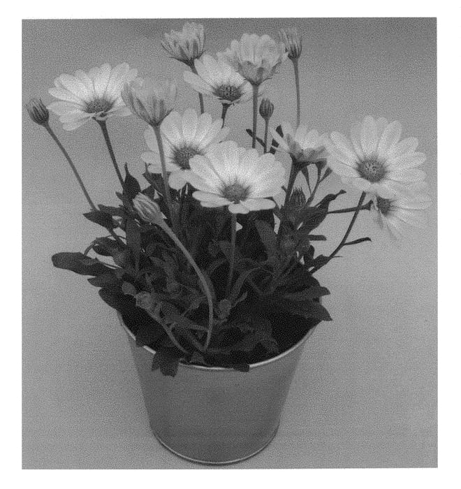 Figure 1 of US plant patent PP30487, the photograph of KLEOE17336 printed in the patent.