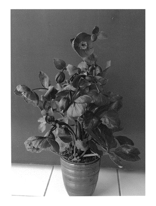 Figure 1 of US plant patent PP30488, the photograph of COSEH 4600 printed in the patent.