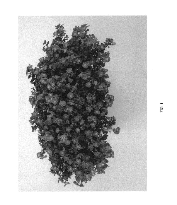 Figure 1 of US plant patent PP30489, the photograph of DCOPGRAZUR printed in the patent.