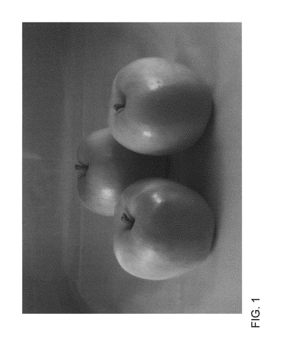 Figure 1 of US plant patent PP30490, the photograph of ZOUK 31 printed in the patent.