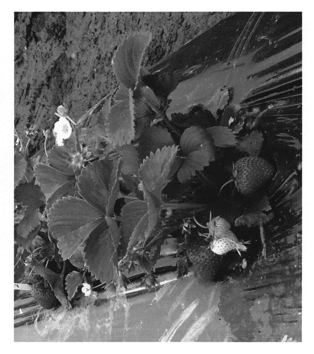 Figure 1 of US plant patent PP30491, the photograph of Redstart printed in the patent.