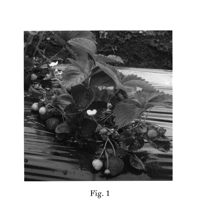 Figure 1 of US plant patent PP30492, the photograph of Wasatch printed in the patent.