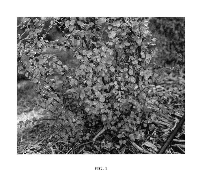 Figure 1 of US plant patent PP30493, the photograph of Bronfire printed in the patent.