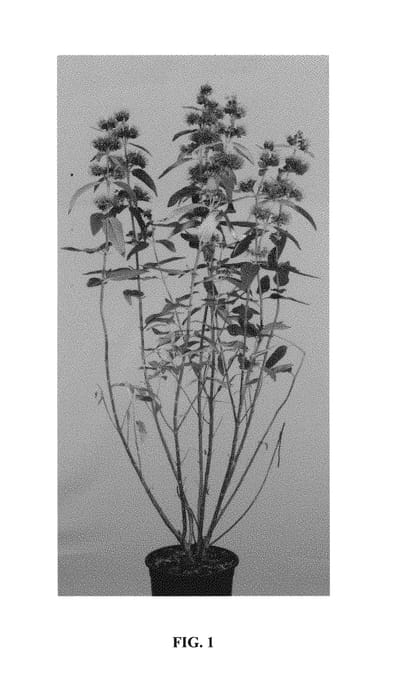 Figure 1 of US plant patent PP30494, the photograph of Elst01 printed in the patent.