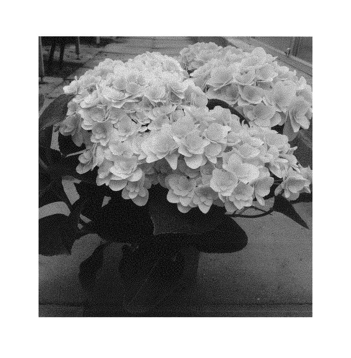 Figure 1 of US plant patent PP30495, the photograph of H217902 printed in the patent.