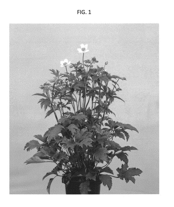 Figure 1 of US plant patent PP30496, the photograph of Macane017 printed in the patent.