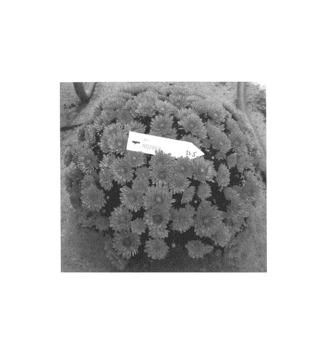 Figure 1 of US plant patent PP30497, the photograph of Fichrymeror printed in the patent.