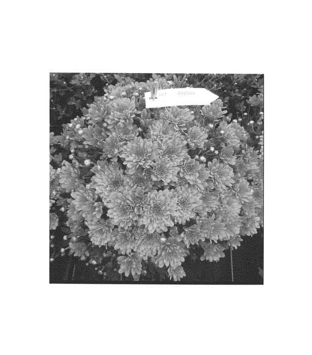 Figure 1 of US plant patent PP30498, the photograph of Fichrydayor printed in the patent.