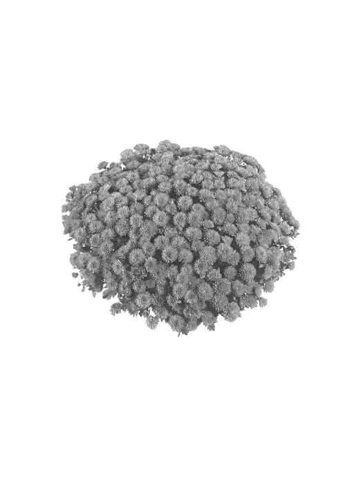 Figure 1 of US plant patent PP30499, the photograph of Fichryaftora printed in the patent.