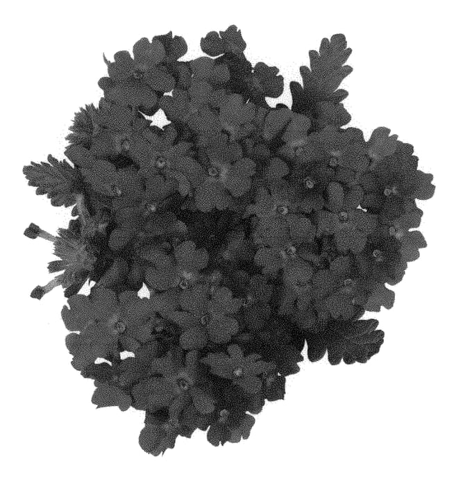 Figure 1 of US plant patent PP30500, the photograph of Dovesuvio printed in the patent.