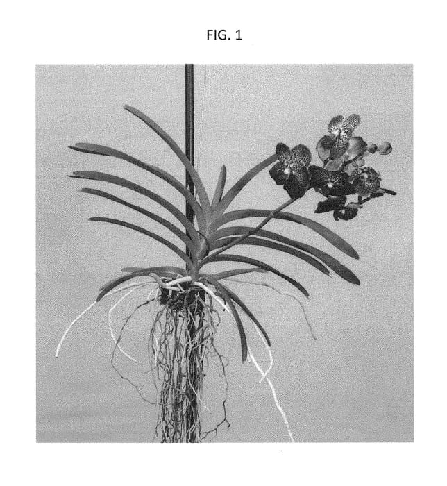 Figure 1 of US plant patent PP30501, the photograph of SPCDW1609 printed in the patent.