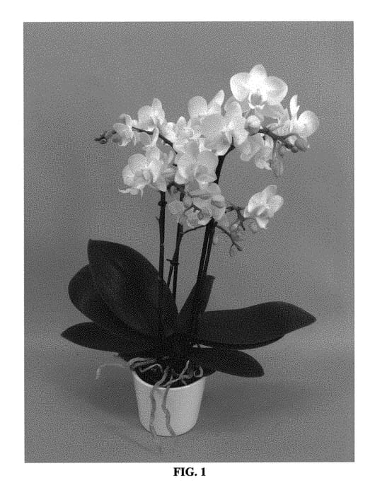 Figure 1 of US plant patent PP30502, the photograph of PHALGALDAN printed in the patent.