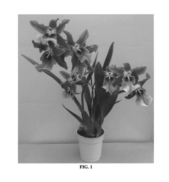 Figure 1 of US plant patent PP30503, the photograph of CAMBOELBO printed in the patent.
