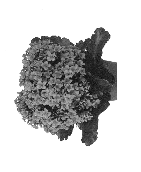 Figure 1 of US plant patent PP30504, the photograph of Dokalmike printed in the patent.