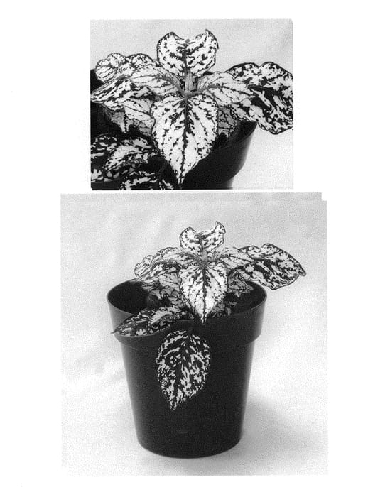 Figure 1 of US plant patent PP30505, the photograph of G15180 printed in the patent.