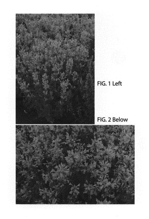 Figure 1 of US plant patent PP30506, the photograph of TNAGAPO printed in the patent.
