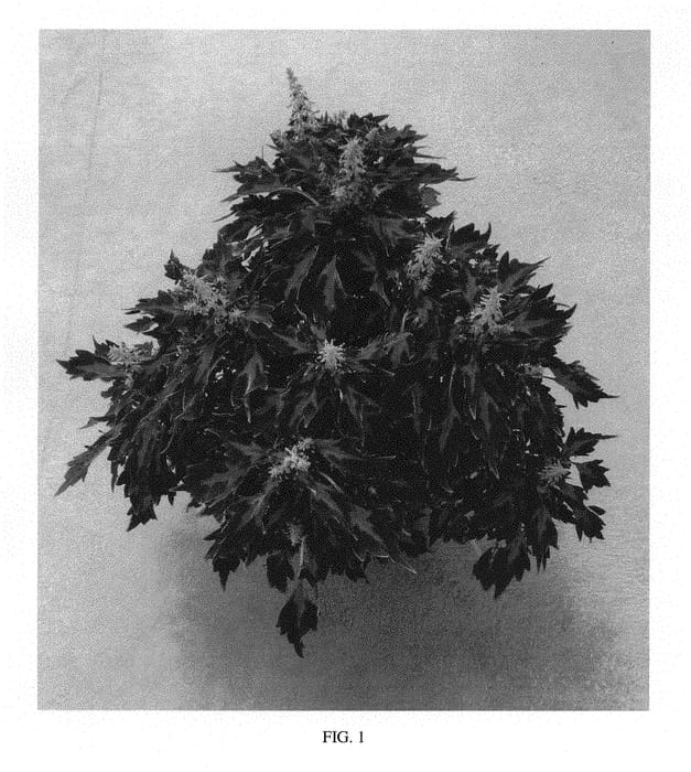 Figure 1 of US plant patent PP30507, the photograph of SAKCOL022 printed in the patent.