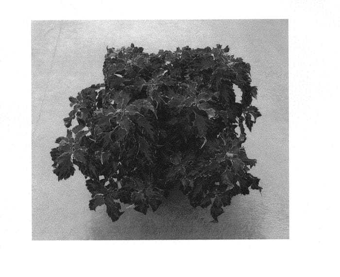 Figure 1 of US plant patent PP30508, the photograph of SAKCOL023 printed in the patent.