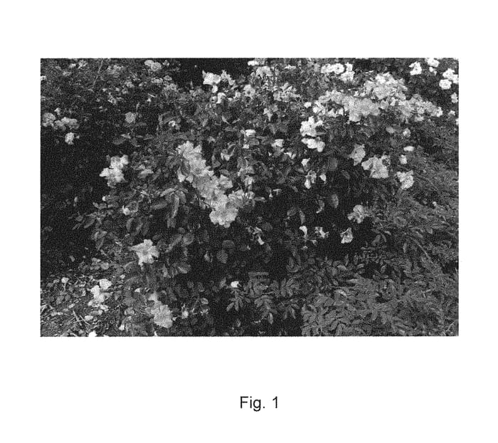 Figure 1 of US plant patent PP30509, the photograph of KORcracfir printed in the patent.