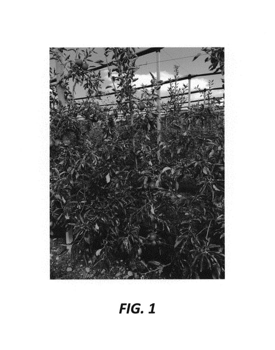 Figure 1 of US plant patent PP30510, the photograph of Red BG printed in the patent.