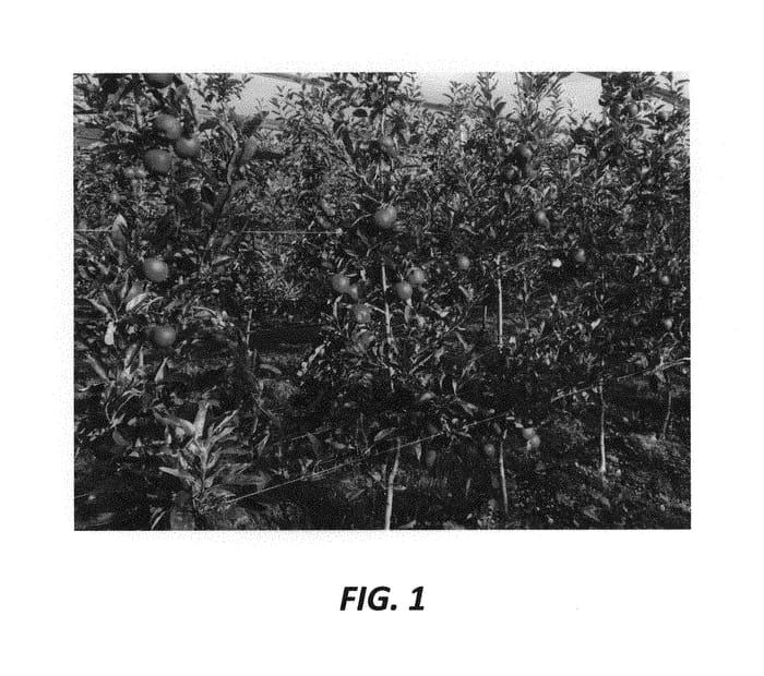 Figure 1 of US plant patent PP30511, the photograph of Gala 0502B printed in the patent.
