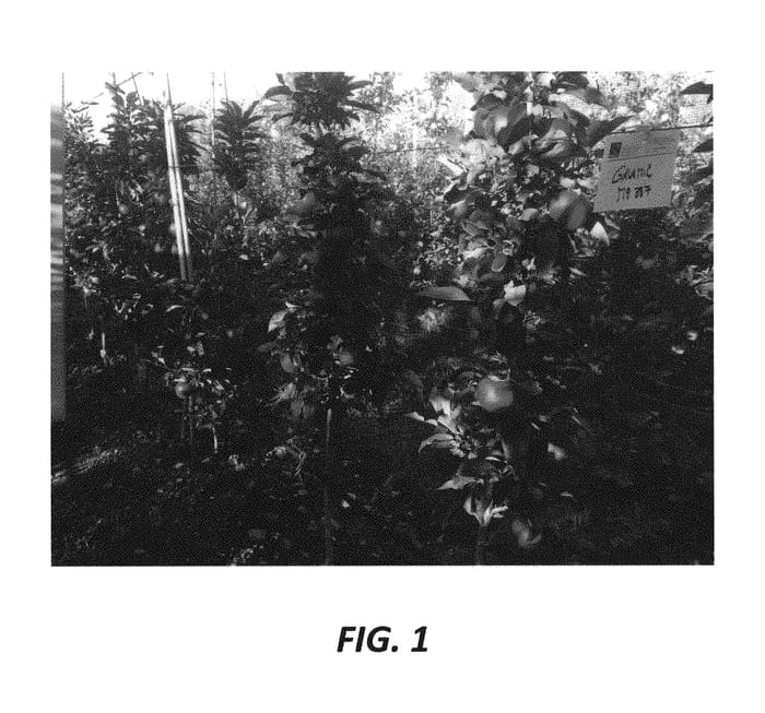 Figure 1 of US plant patent PP30512, the photograph of GalaMic printed in the patent.