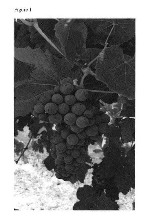 Figure 1 of US plant patent PP30513, the photograph of Enchantment printed in the patent.
