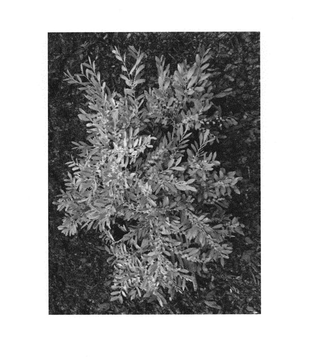 Figure 1 of US plant patent PP30514, the photograph of RLH-DM1ER printed in the patent.