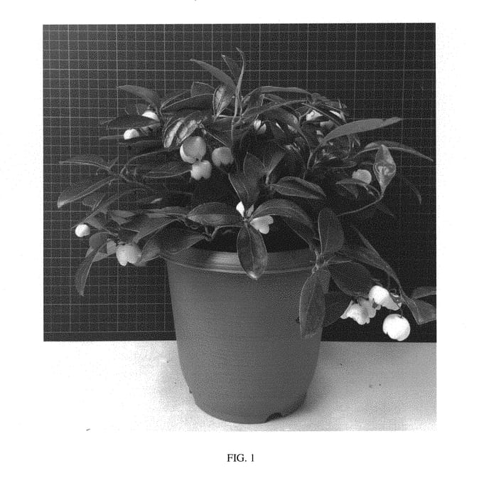 Figure 1 of US plant patent PP30515, the photograph of Hokutotakaji-001 printed in the patent.