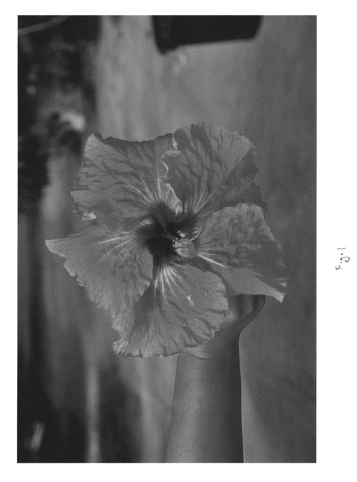 Figure 1 of US plant patent PP30516, the photograph of DUP-PTS printed in the patent.