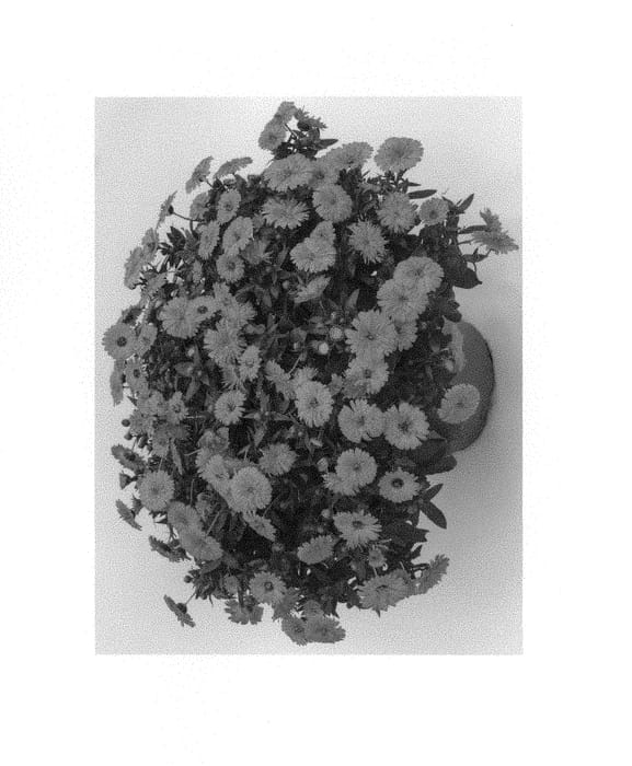 Figure 1 of US plant patent PP30517, the photograph of Kercaldiva printed in the patent.