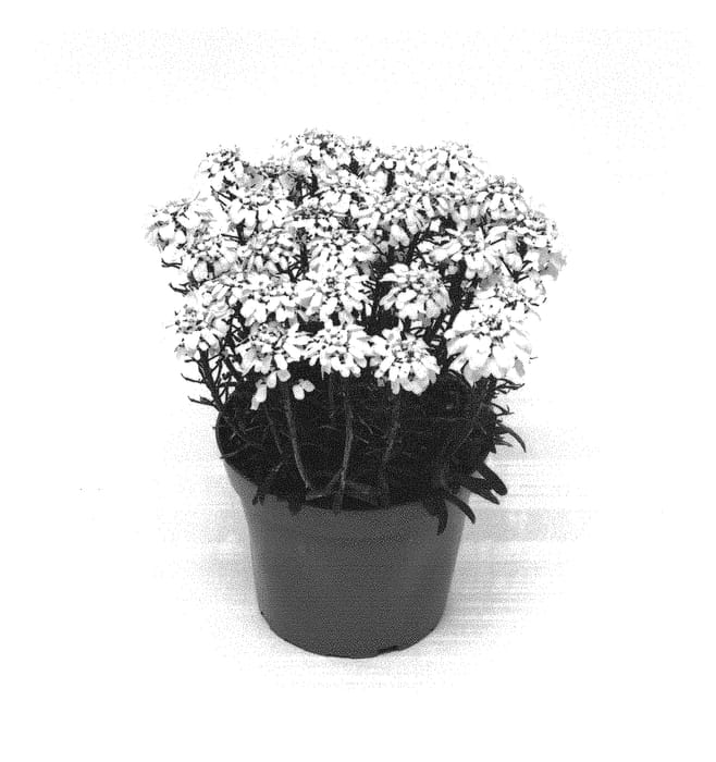 Figure 1 of US plant patent PP30519, the photograph of IBSZ0006 printed in the patent.