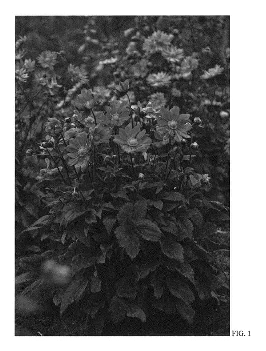 Figure 1 of US plant patent PP30520, the photograph of Curtain Call Deep Rose printed in the patent.