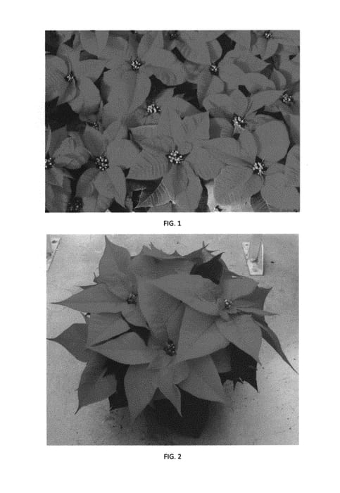 Figure 1 of US plant patent PP30521, the photograph of EURZ0012 printed in the patent.