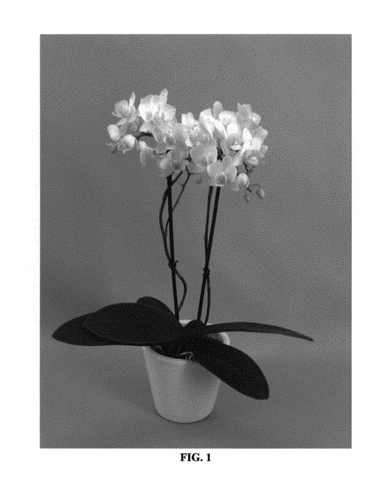 Figure 1 of US plant patent PP30522, the photograph of PHALGLODAL printed in the patent.