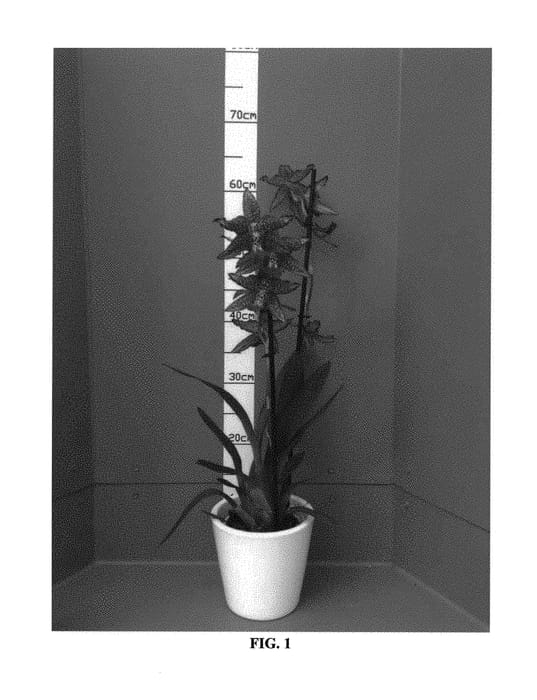 Figure 1 of US plant patent PP30523, the photograph of CAMBLYQE printed in the patent.