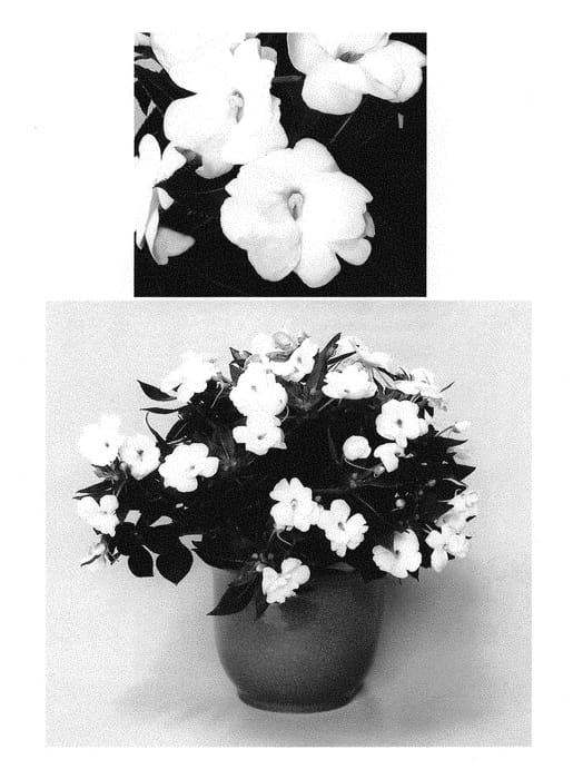 Figure 1 of US plant patent PP30524, the photograph of Duesunwht printed in the patent.