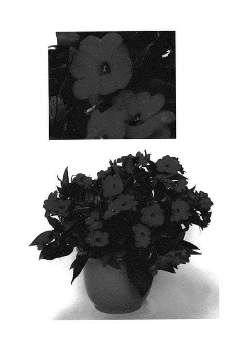 Figure 1 of US plant patent PP30525, the photograph of Duessphtpk printed in the patent.