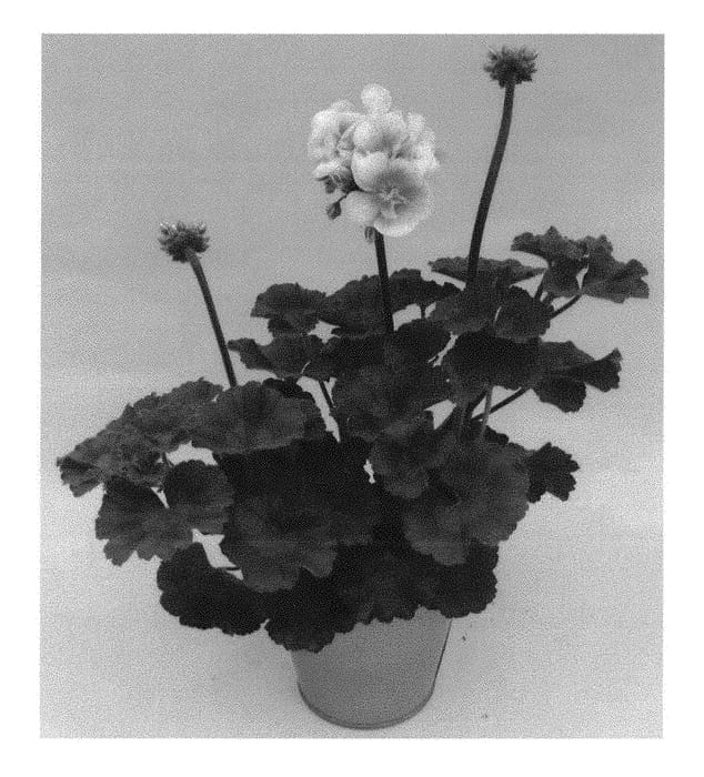 Figure 1 of US plant patent PP30526, the photograph of KLEPZ17400 printed in the patent.