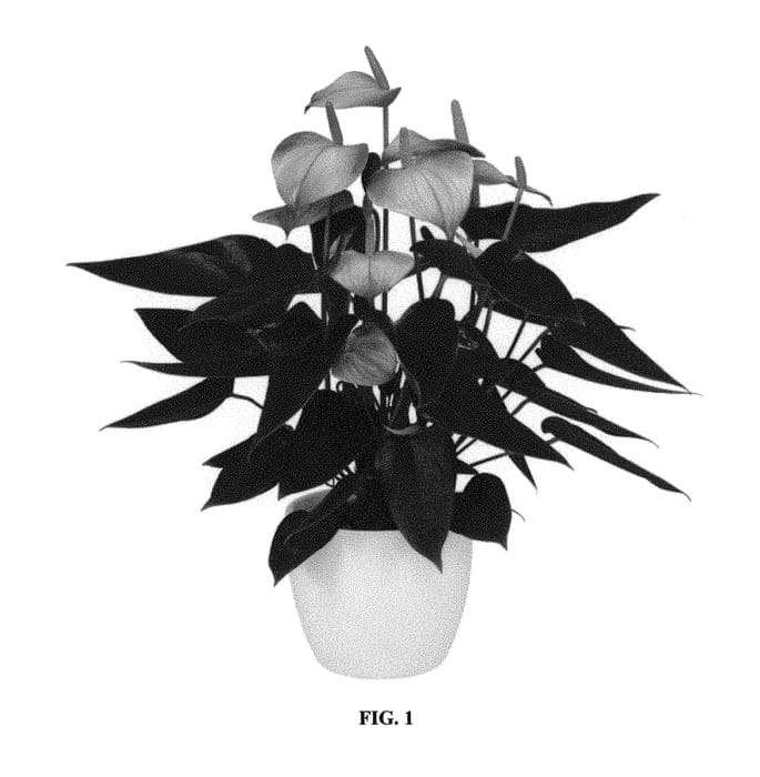 Figure 1 of US plant patent PP30527, the photograph of ANTHFOFUN printed in the patent.