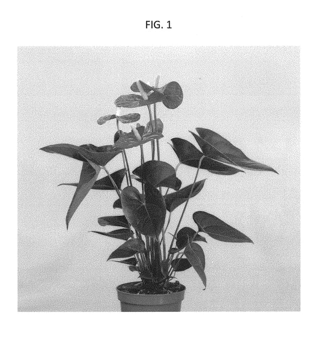 Figure 1 of US plant patent PP30528, the photograph of ARAANTRED6 printed in the patent.