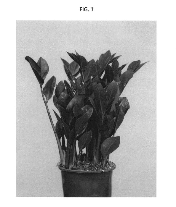 Figure 1 of US plant patent PP30529, the photograph of EDZAMDARK1 printed in the patent.