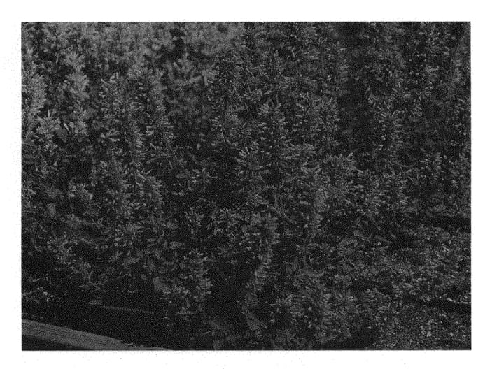 Figure 1 of US plant patent PP30530, the photograph of TNAGAPL printed in the patent.